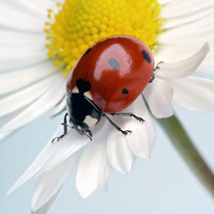 ladybug © milosluz