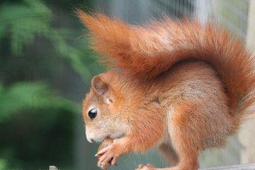 Red Squirrel