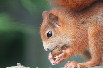 Red Squirrel