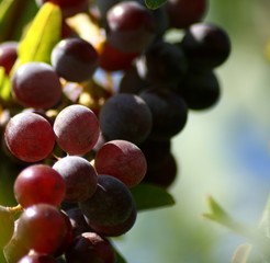 Weintrauben