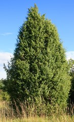 Tannenbaum