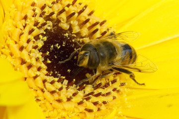 Bee and flower macro