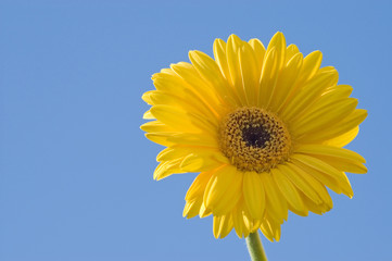 Yellow flower macro