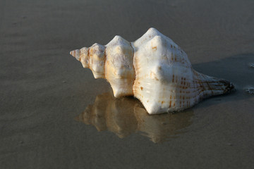 shell
