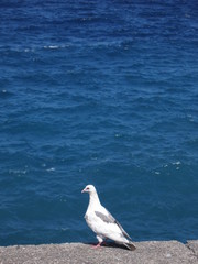 weiße taube auf mauer vor blauem meer