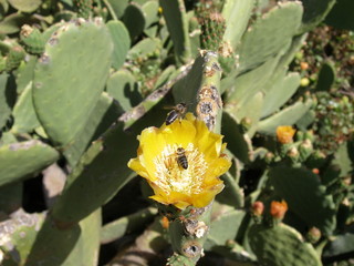 kaktus mit blüten und bienen