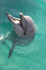 smiling dolphin