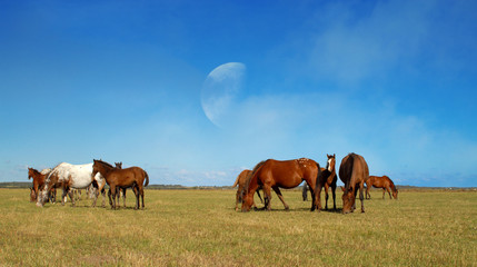 groupe de chevaux dans une prairie - obrazy, fototapety, plakaty