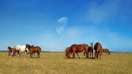 Foto op Plexiglas groupe de chevaux dans une prairie © jeanma85