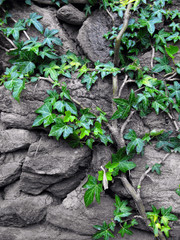 stone wall with ivy