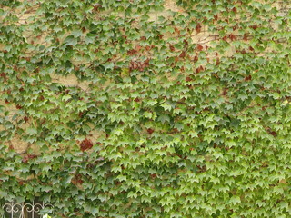 Ivy wall