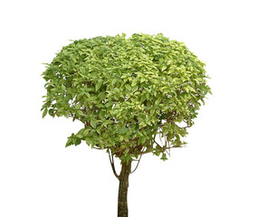 Fototapeta premium Baum