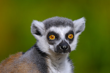 Fototapeta na wymiar Pierścień lemur catta