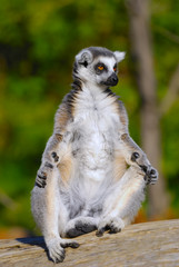 ring tailed lemur
