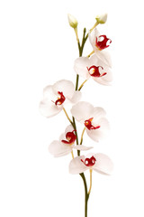 Naklejka na ściany i meble Biała orchidea