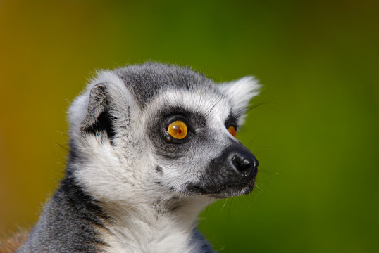 lemur catta © Martin Spurny