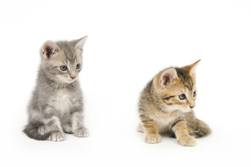 Fototapeta na wymiar Two kittens