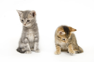 Two kittens