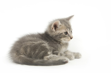 Gray kitten resting