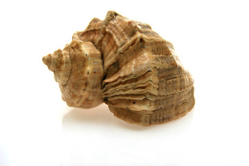 shell