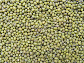 graines de soja