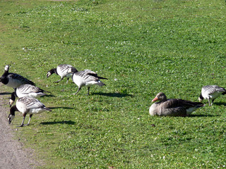 Ducks