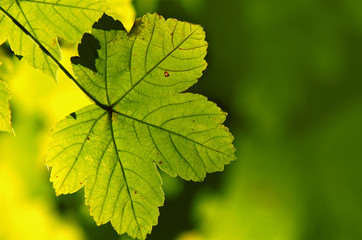 Green maple