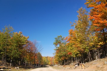 Fototapeta premium canadian forest , indian summer