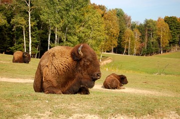 bisons d'ameriques du nord