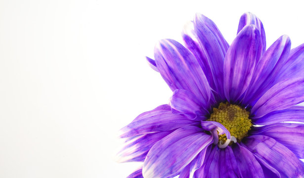Fototapeta isolated purple flower