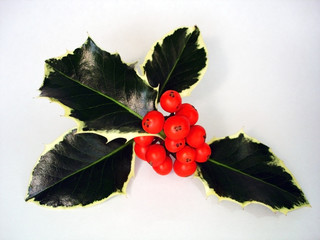Sprig of Holly