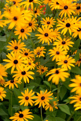 Fototapeta na wymiar żółte kwiaty