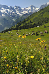 Wild Flowers in Swiss Alps