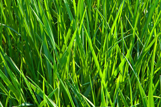 long fresh green grass