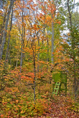 hunter cabin hidden among colored autumn leaves