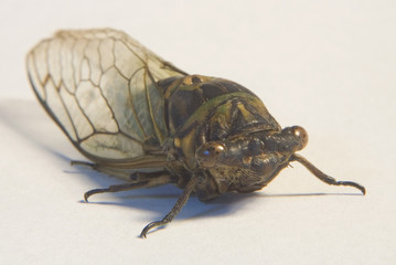 bug