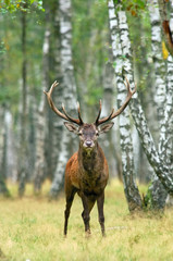 cerf brame