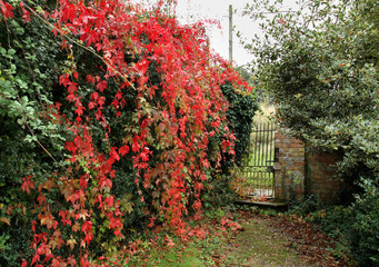 Autumn Colours in the Hedgerow