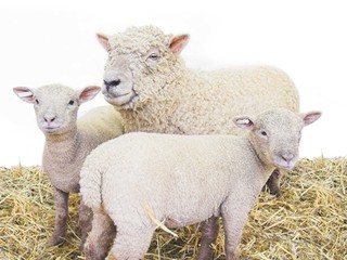 sheep family group