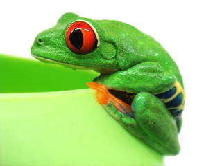 frog closeup on white