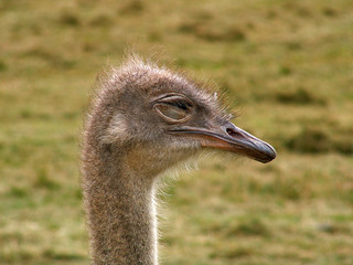 laufvogel
