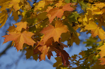 autumn maple