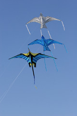 Drachen06