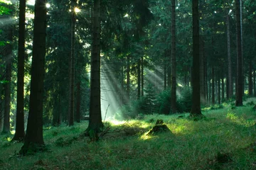 Foto op Plexiglas forest  12 © Val Thoermer