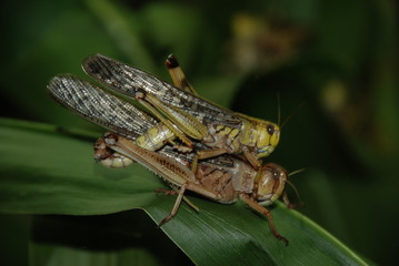 poppende Heuschrecken