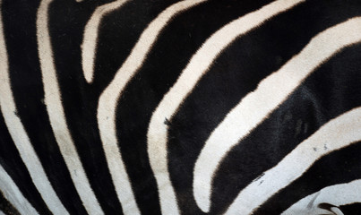 Fototapeta na wymiar Zebramuster