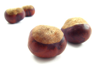 chestnut