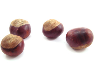 chestnut