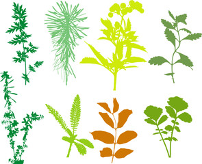 Field  plants, herbs, leaves - vector, traced 1