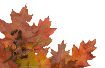 Autumn leaf composition with white copy space